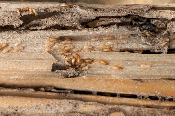 Best Affordable Pest Control Services  in Thermal, CA